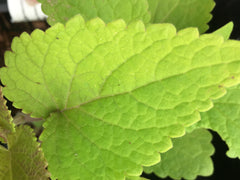Image of Agastache rugosa 'Golden Jubilee' - Anise hyssop