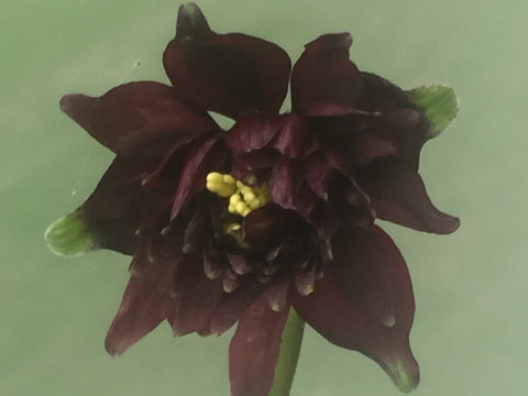 Image of Aquilegia vulgaris var. stellata 'Black Barlow' (Barlow Series) - Columbine variety, Granny's bonnet variety