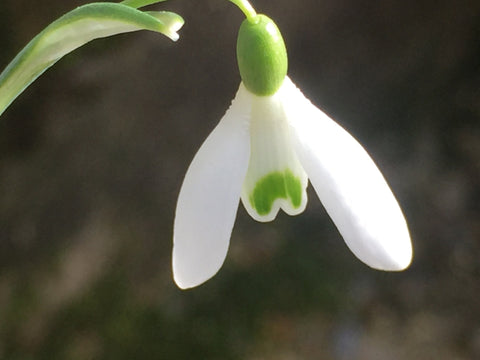 Image of Galanthus 'Magnet' [AGM] - Snowdrop variety