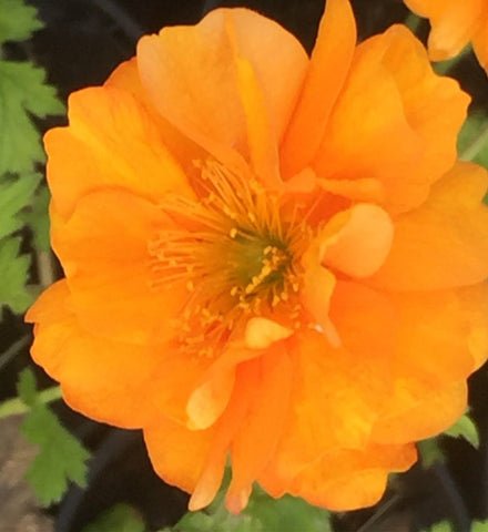Image of Geum ‘Fire Storm’