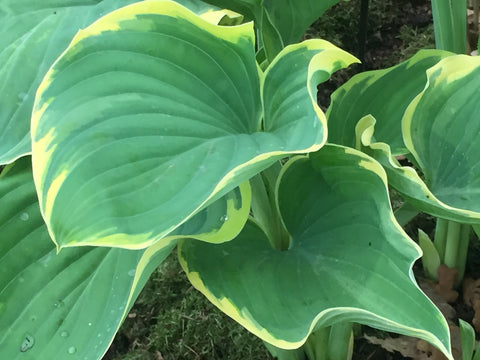 Image of Hosta 'Sagae' [AGM] - Plantain lily variety