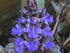 Image of Ajuga reptans [Black Scallop] = ‘Binblasca’