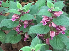 Image of Lamium orvala - Balm-leaved red deadnettle