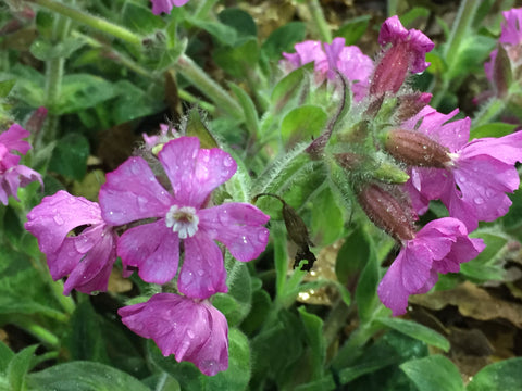 Image of Silene dioica 'Rollie's Favourite' (PBR)